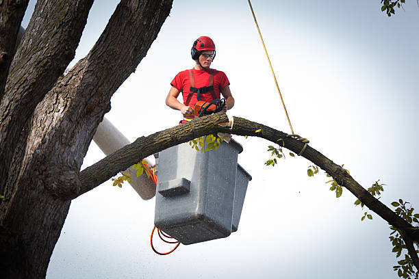 How Our Tree Care Process Works  in  Treasure Island, FL