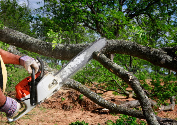 Best Lawn Renovation and Restoration  in Treasure Island, FL